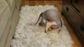 Professor Ted Mosby versus the yellow fuzzy ball