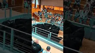 Randy Pryor Auctioneer - Selling cattle in Denison Iowa #farming