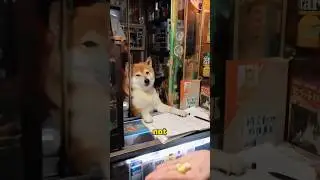 Japanese dog convenience store #shorts #youtubeshorts #animals #dog