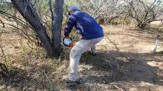 Como cortar un Algarrobo