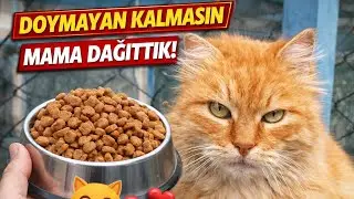 Doymayan Kalmasın #kedi #kedivideoları #cat #catvideos 