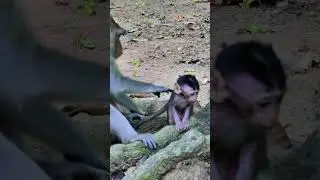 Cute monkey baby Arian so frisky