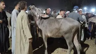 اسعار الجاموس الانيه والعجميات العشار سلالات محترمه واسعار كويسه من سوق طنطا