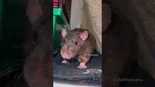 Pet Rat Duke Funny 😆 #petrat #ratpopcorning