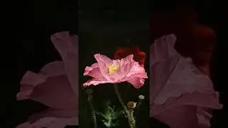 Poppy bee - Lotus pose