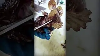 Fish Barber? Sea Raven Slicing With Scissor 🐟✂️ #seafood #searaven #cutting