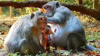 Congratulations! Jane Monkey Got A New Baby Getting First Milk From Jane, Ellis Confuse Jane As Elsa