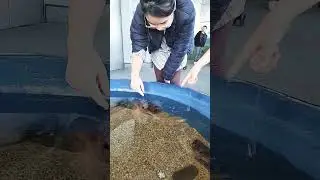 #funday #familytime #brotherhood #japan #japantrip2023 #OITA #touching #seastar #seacucumber