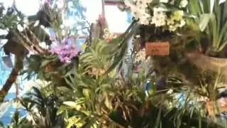 Neu-Ulmer Orchideentage 2010