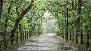 Rain Drizzling Over Green Leaves | Tranquil Forest Ambience for Sleep