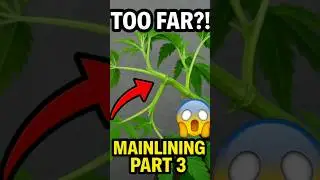Low Stress Training + Supercropping = Mainline Magic 🌿 | Part 3 of the journey. #cannabiseducation