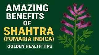🌿 Amazing Benefits of Shahtra (Fumaria Indica) | Golden Health Tips