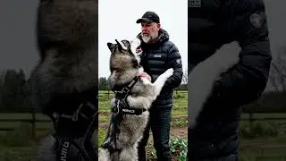 Животные узнали об этом первыми&hellip; Жуткое предупреждение для людей 😱🐾 #собаки #спасение #животные