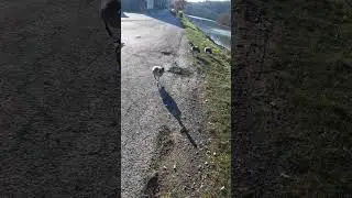 #Nathalie fredo au bord de l,eau (la Meuse)est ont donne du pain c&eacute;r&eacute;ale  au oies sauvages