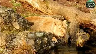 Big Cat | Lion is drinking water