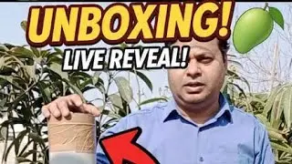 आम के पौधे की अनबॉक्सिंग, Mango Plant Unboxing, Aam Ke Paudhe Kee Unboxing 