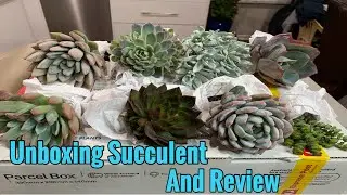 Unboxing Succulent