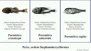 Peixe, ordem Stephanoberyciformes poromitra fish capito megalops Stephanoberycidae Haugen Light