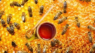 How do honey bees make honey step by step