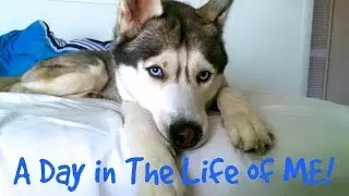 A Day in The Life Of A Husky! (Vlog Version)