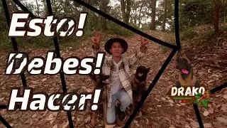 Esto debes de saber, ANTES DE ADIESTRAR!!! (pre-adiestramiento)
