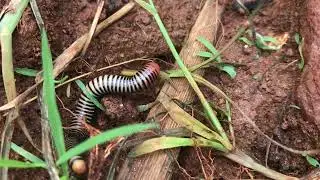 A rare millipede #Egongolo