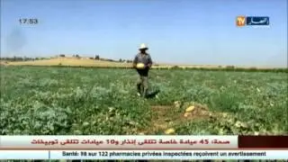 منتجو البطيخ الأصفر يتكبدون خسائر كبيرة و السبب غياب التسويق و الدعم