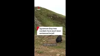 Sycamore Gap tree vandals sentenced to jail