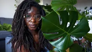 Catching COVID and Staking My Monstera // Plant and chill