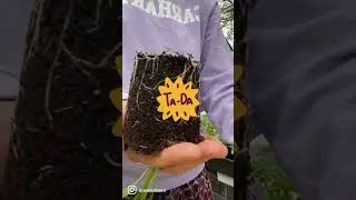 Potting on? How do you know when ? A simple guide to show you how !