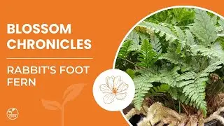 RABBIT'S FOOT FERN and Protection Plus:  Proven Safe for Plant Protection