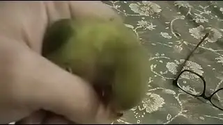 MahMan is live #lovebird the Chinki