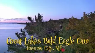 🗓️ Daily Bald Eagle Highlight (Oct 30) | Book your stay: WestBayWanderlust.com