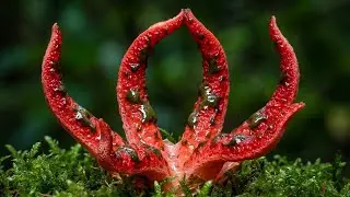 Careful... Deadly 15 Mushrooms, Would You Recognize Them ? 