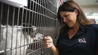 Clear The Shelters 2023 - Telemundo 49 News Story