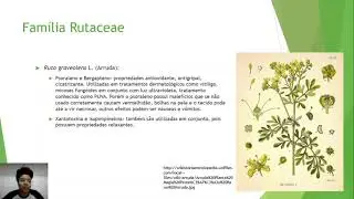 Fam&iacute;lia Rutaceae