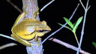 Vocaliza&ccedil;&atilde;o de Hypsiboas albopunctatus