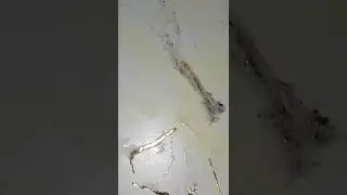 GOLD TEST🎖Gold in Bleach after 30mins⏱🔬