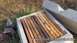 Concrete Bee Hive, first inspection since the swarm was transferred into it. Concrete Hive Video 2