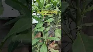 #shortsvideo#pahid#sambong herbal(@teresitaacampadovlog) October 03,2023