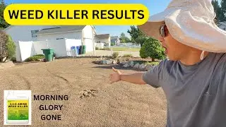 Yard Landscaping Transformation | Xeriscape Ideas + 2,4-D Weed Killer Results