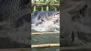 Wow! Amazing Polo Fishing Videos ! Best Big Fish Catching ! Primitive Technique fishing #fish #india