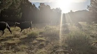 ⚡ Lightning Goats ⚡ Live Goat Feeder