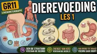 Lewenswetenskappe Gr11 Dierevoeding Les1