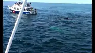 Mother and calf humpback