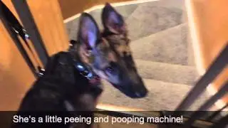 2 day Puppy Potty Training - Poochiebells dog rings bell to go outside