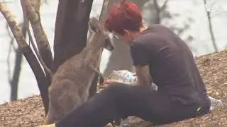 Aah Kangaroo's Hand are burnt in Australia Bushfire Women Save her😭😭😭😭😭😭😭