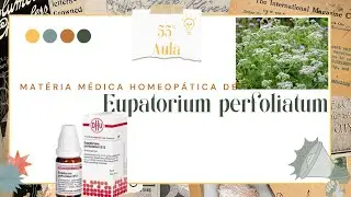 Eupatorium perfoliatum - Mat&eacute;ria M&eacute;dica Homeop&aacute;tica #55 #homeopatia