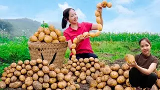 Harvesting Potato Goes To Market Sell - Cooking, Daily life, Gardening, Farm - Han Harvesting