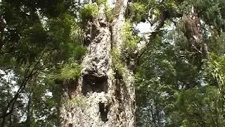 The Kauri's of Waipoua Forest